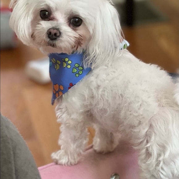 Adorable Dog Bandana - Picture 5 of 5